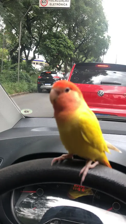 Pájaro de Cláudio reencontrado